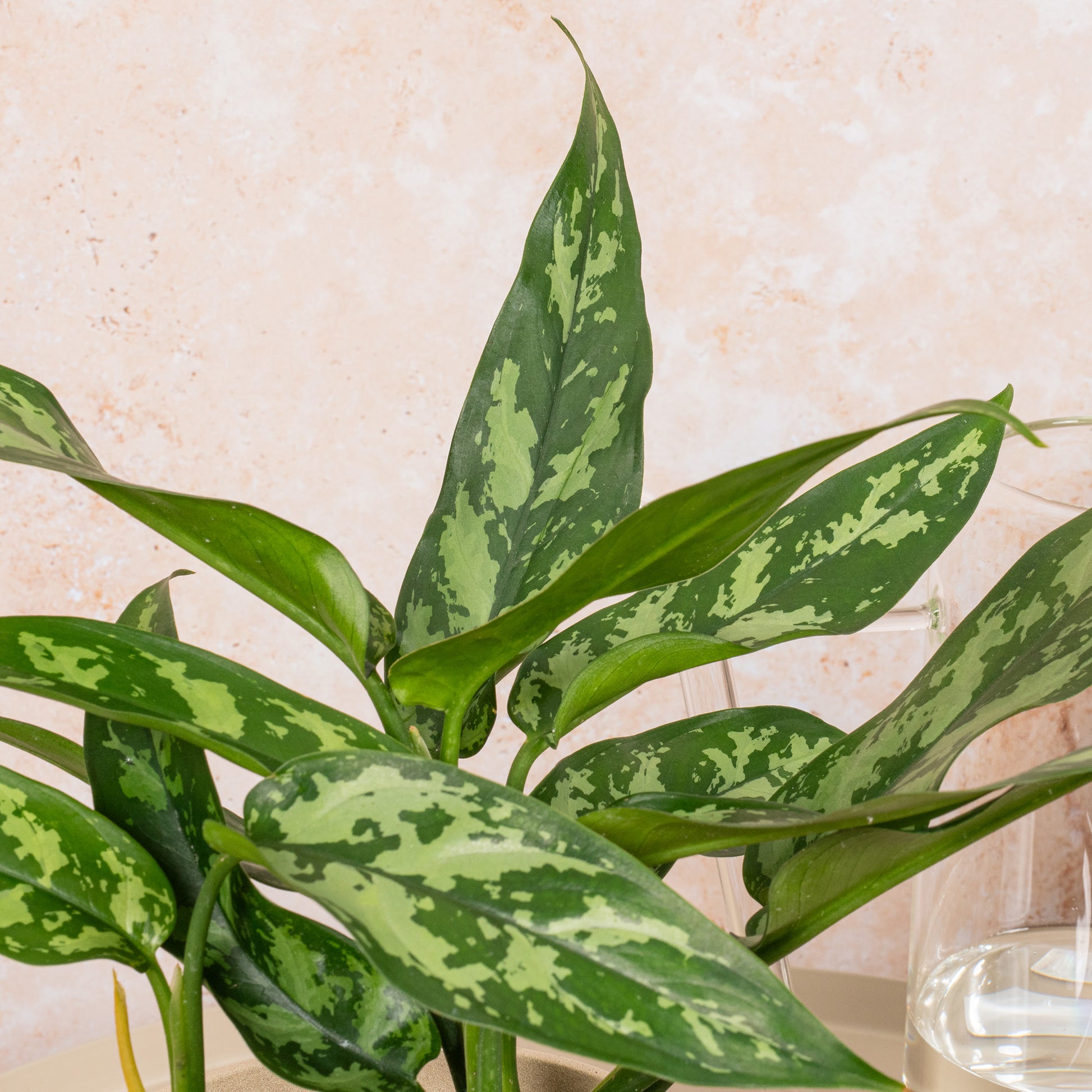 aglaonema maria christina Aglaonema 'Maria Christina'