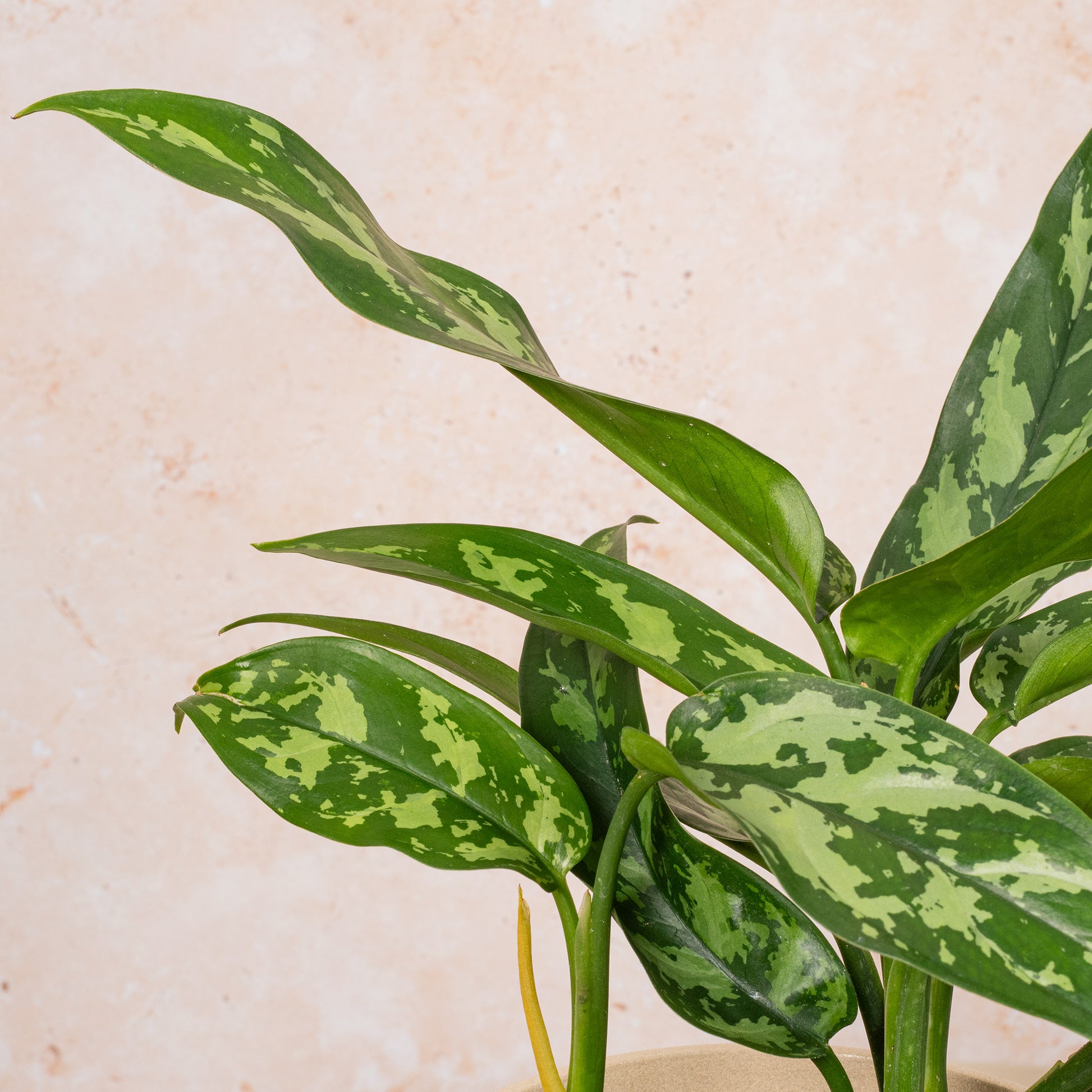 aglaonema maria christina care Aglaonema 'Maria Christina'
