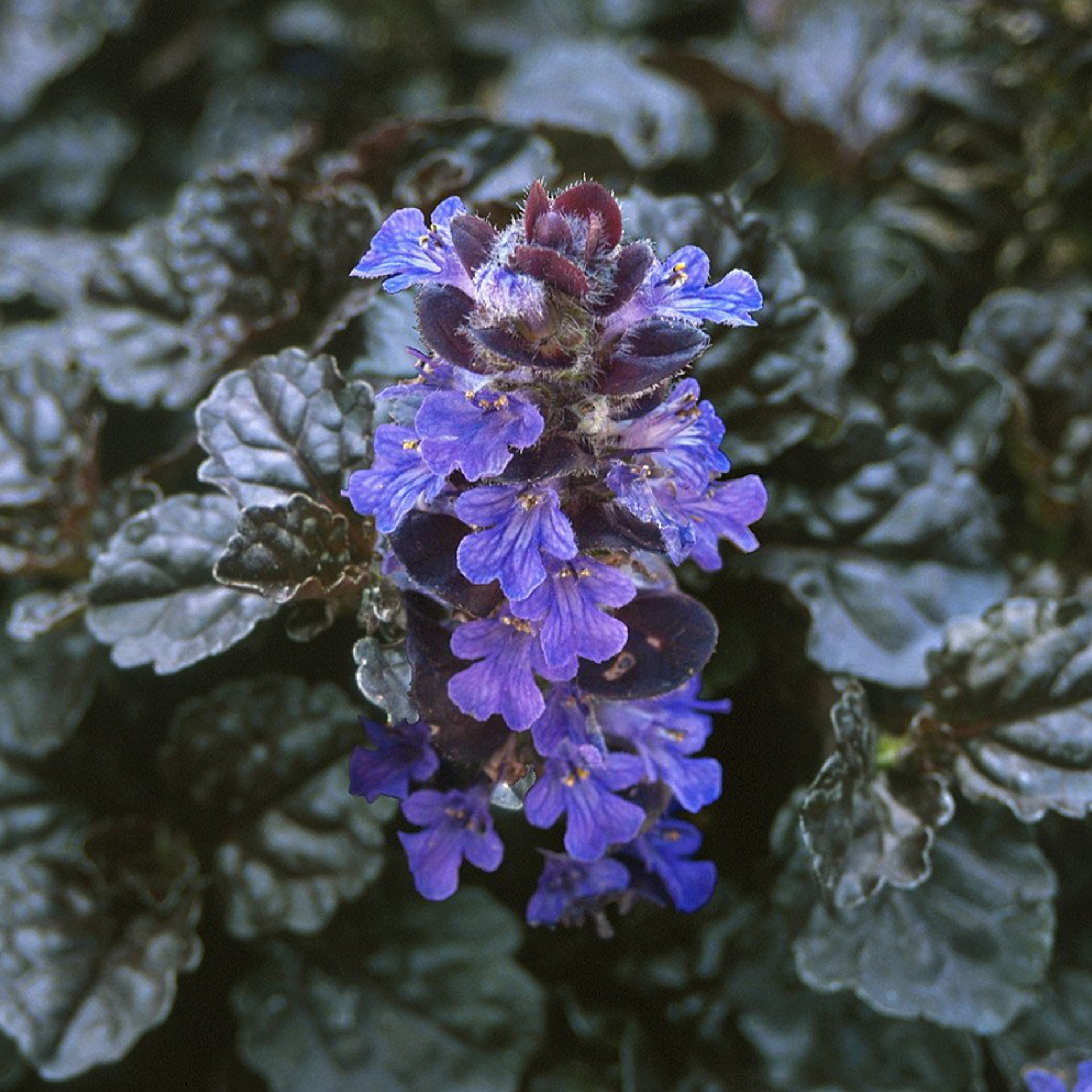 Ajuga Black Scallop
