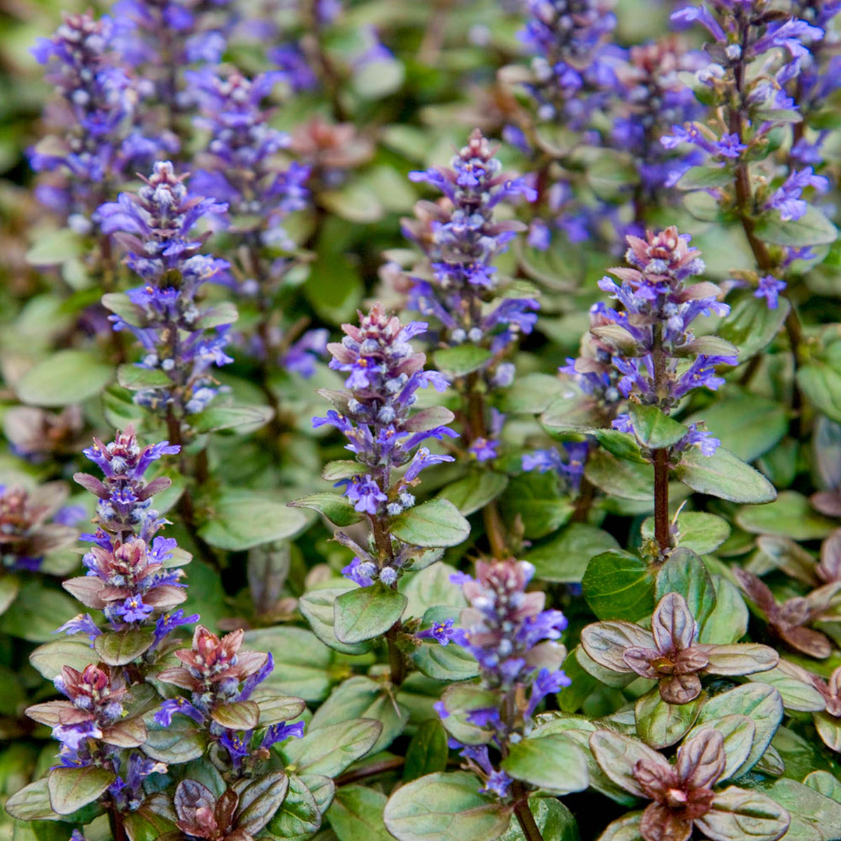 Ajuga 'Chocolate Chip' | Bugleweed – Gardeners Dream