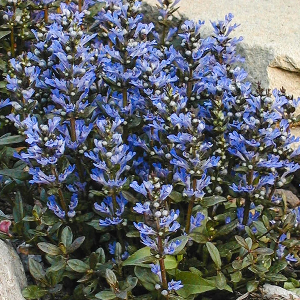 Ajuga 'Chocolate Chip' | Bugleweed – Gardeners Dream