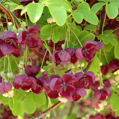 Akebia quinata | Chocolate Vine – Gardeners Dream
