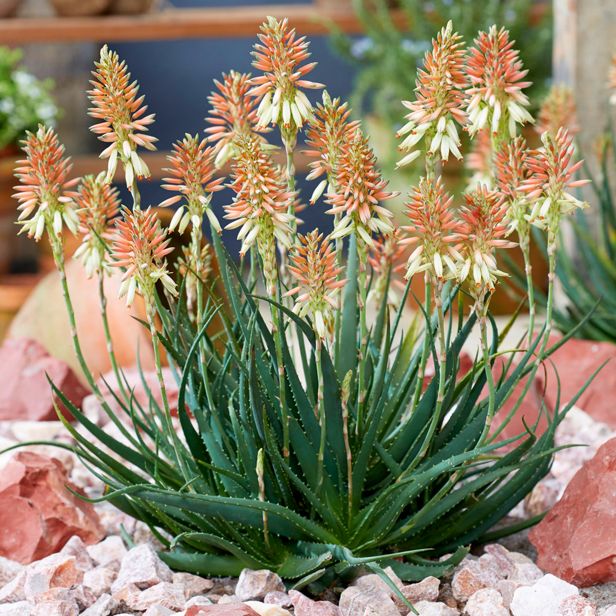 Aloe Safari Sunrise
