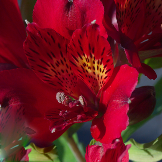 Alstroemeria 'Colorita Kate'