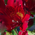 Alstroemeria 'Colorita Kate'