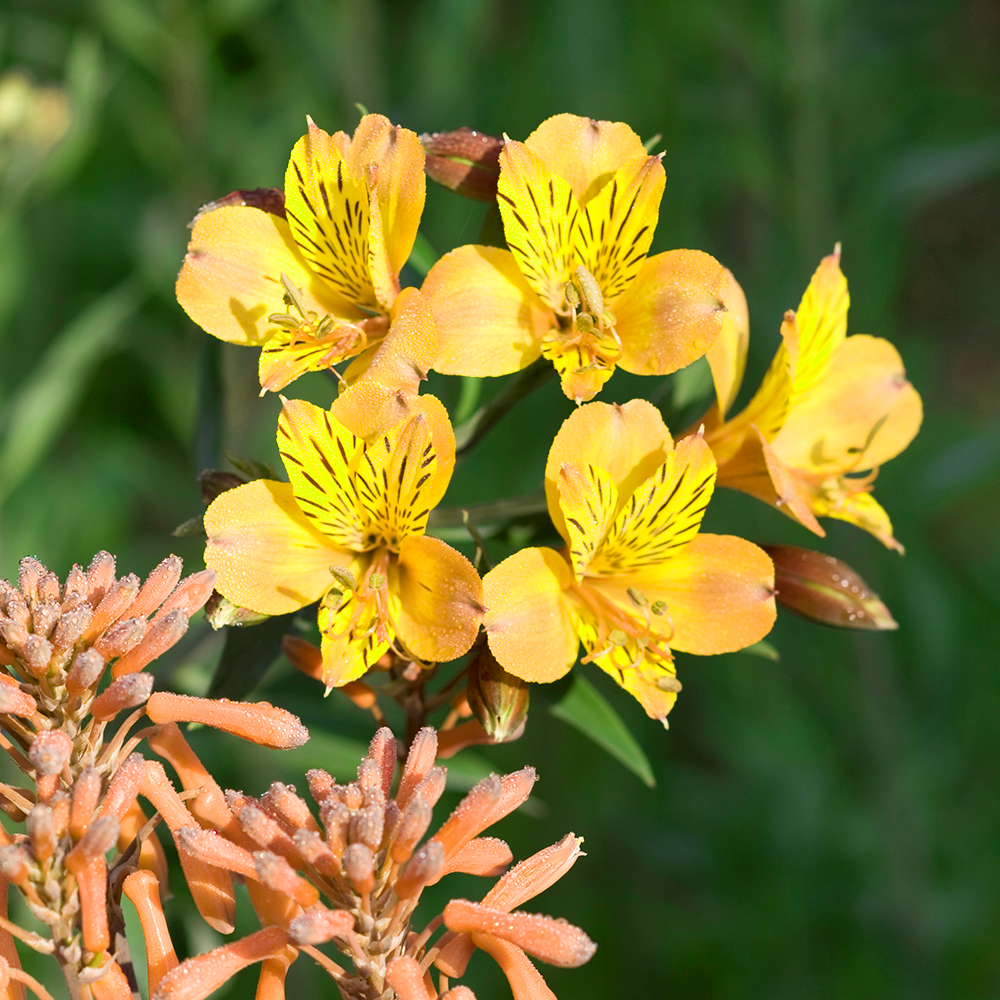 Alstroemeria Colorita Lisa