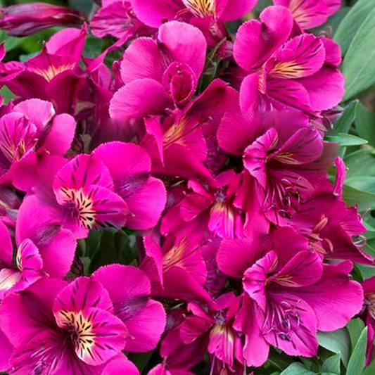 Alstroemeria 'Colorita Louise'