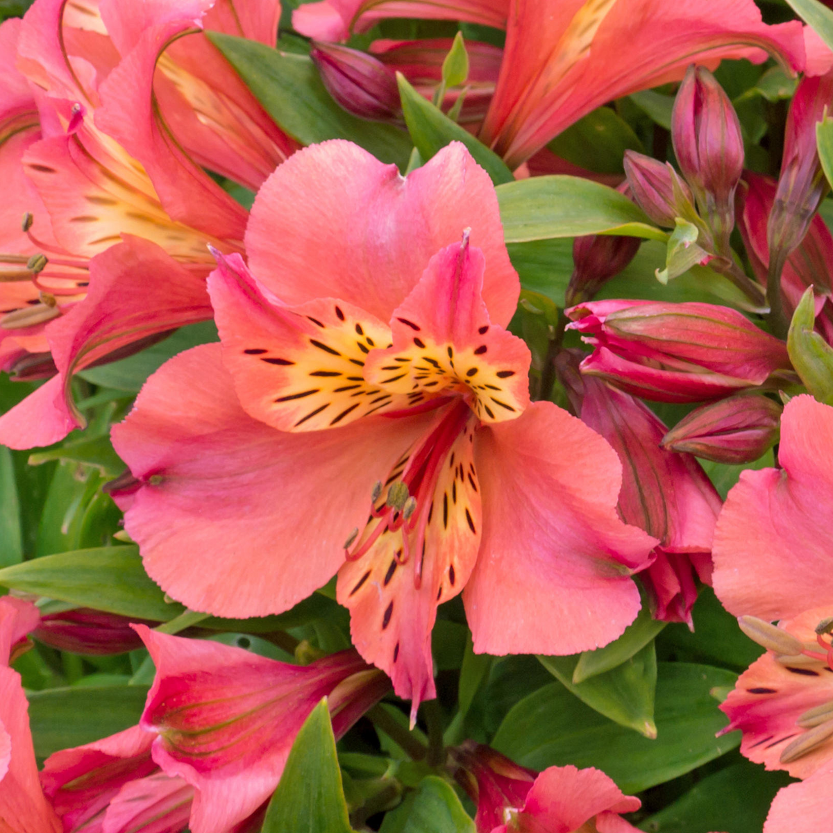 Alstroemeria Colorita Eliane Orange
