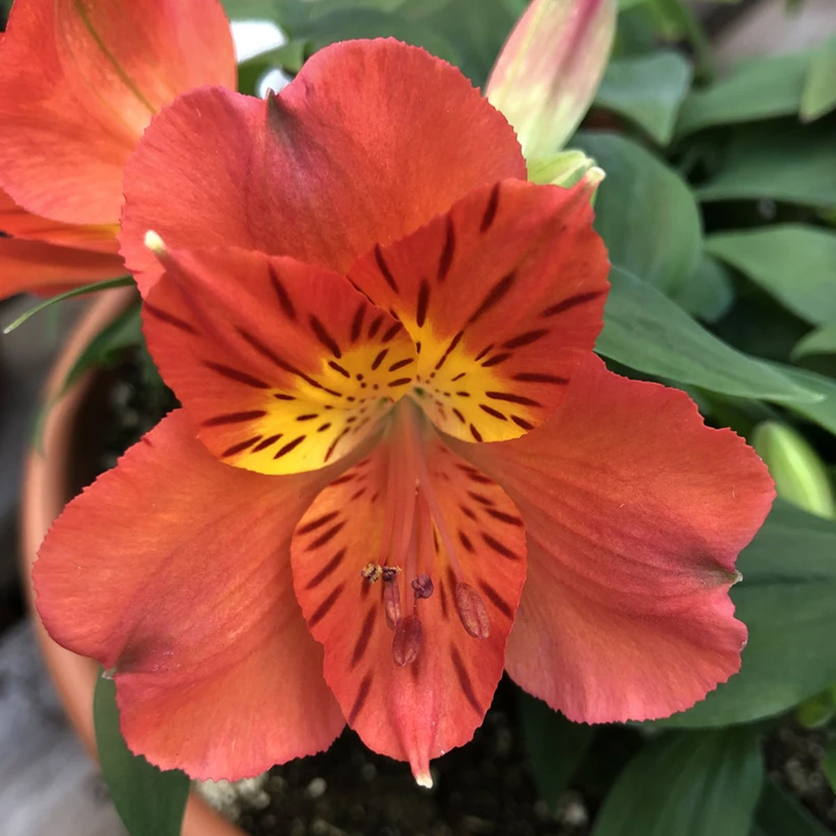 Alstroemeria Colorita Amina