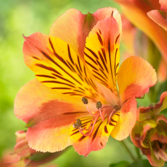 Alstroemeria 'Colorita Diana'