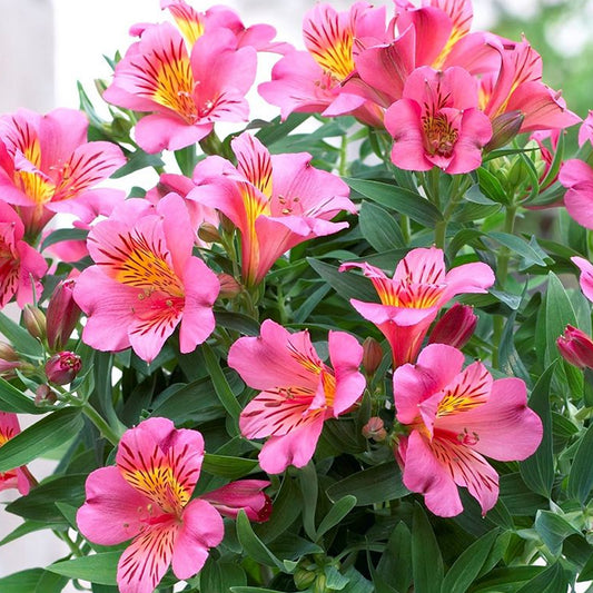 Alstroemeria 'Colorita Eliane'