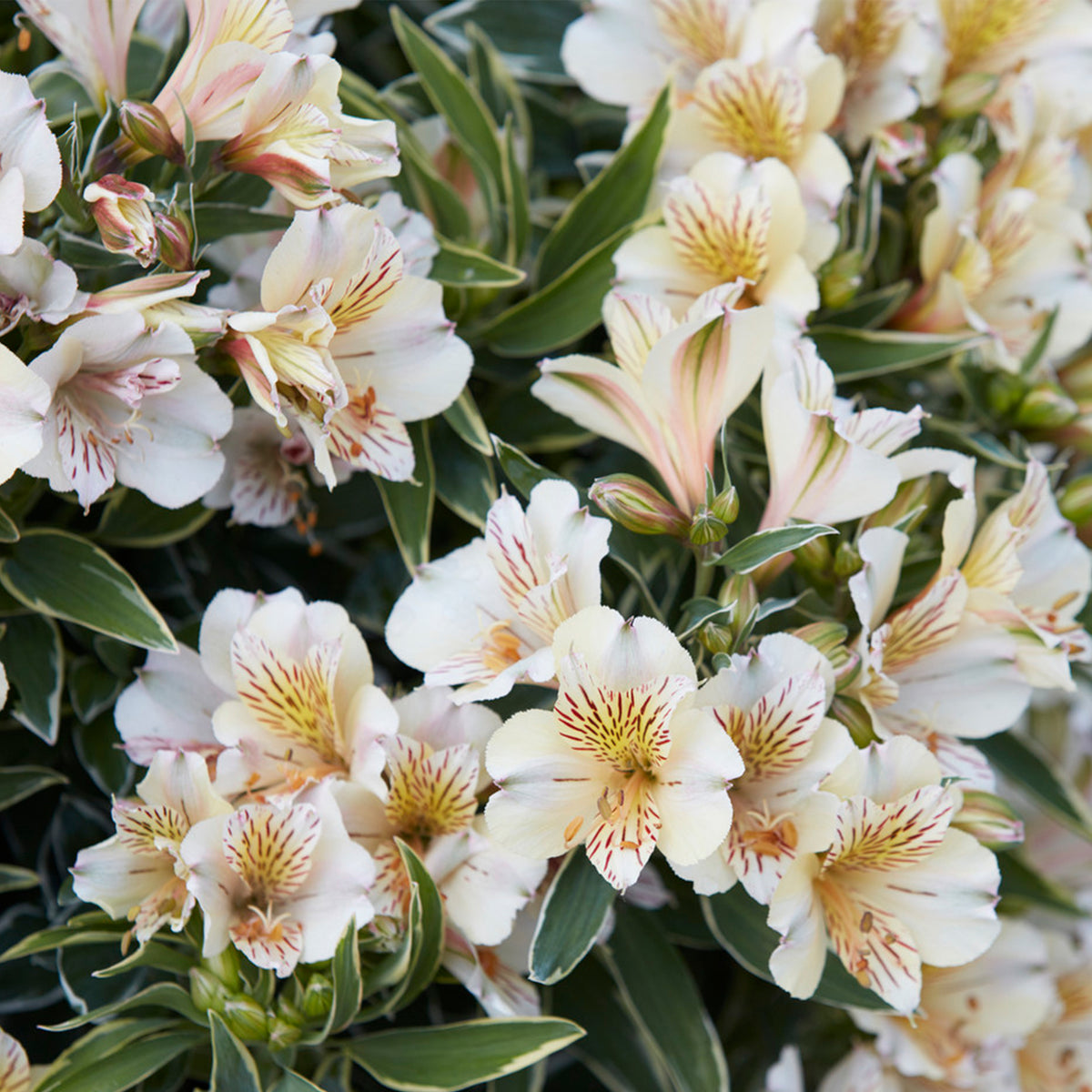 Alstroemeria Colorita Fabiana