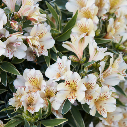 Alstroemeria 'Colorita Fabiana'