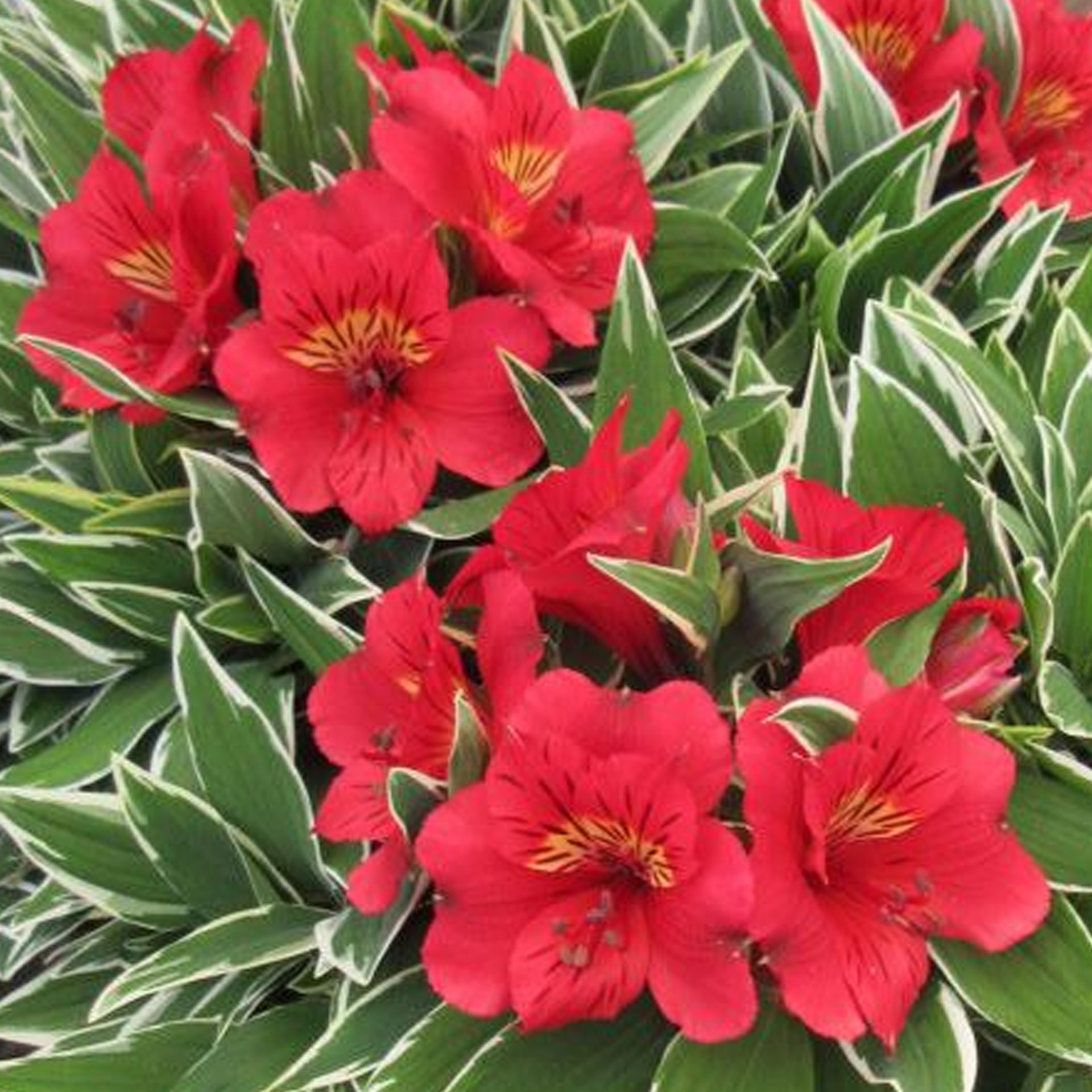 Alstroemeria Colorita Katiana