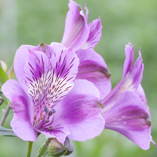 Alstroemeria 'Colorita Mulan'