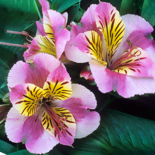 Alstroemeria 'Colorita Paola'