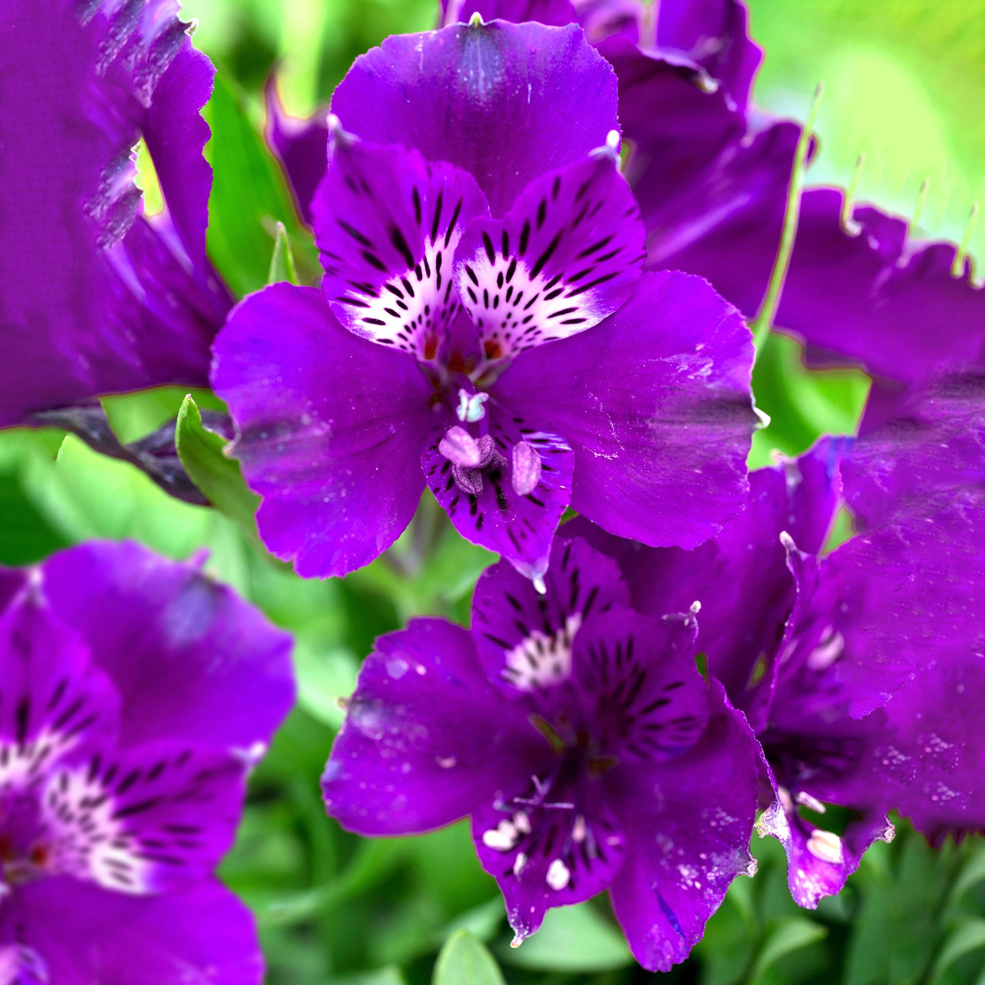 Alstroemeria Colorita Tamara