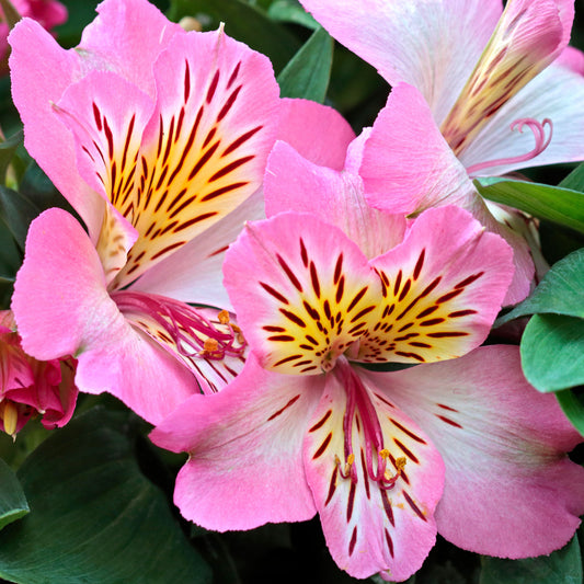 Alstroemeria 'Sunshine'