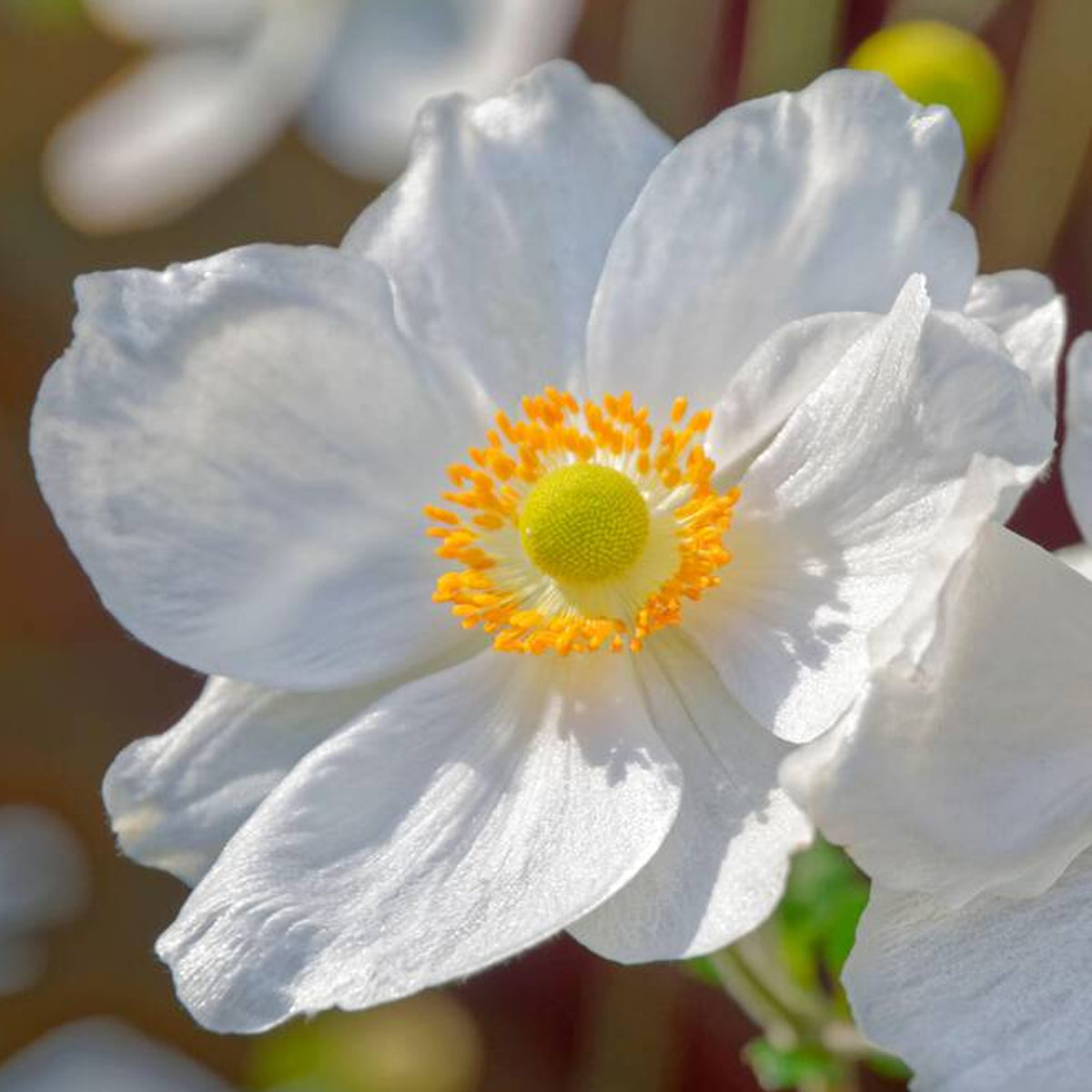 Anemone Ruffled Swan
