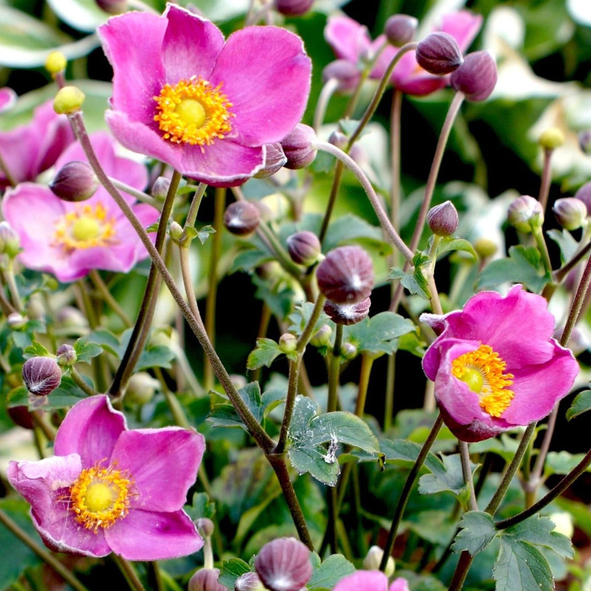 Anemone Fantasy Jasmine