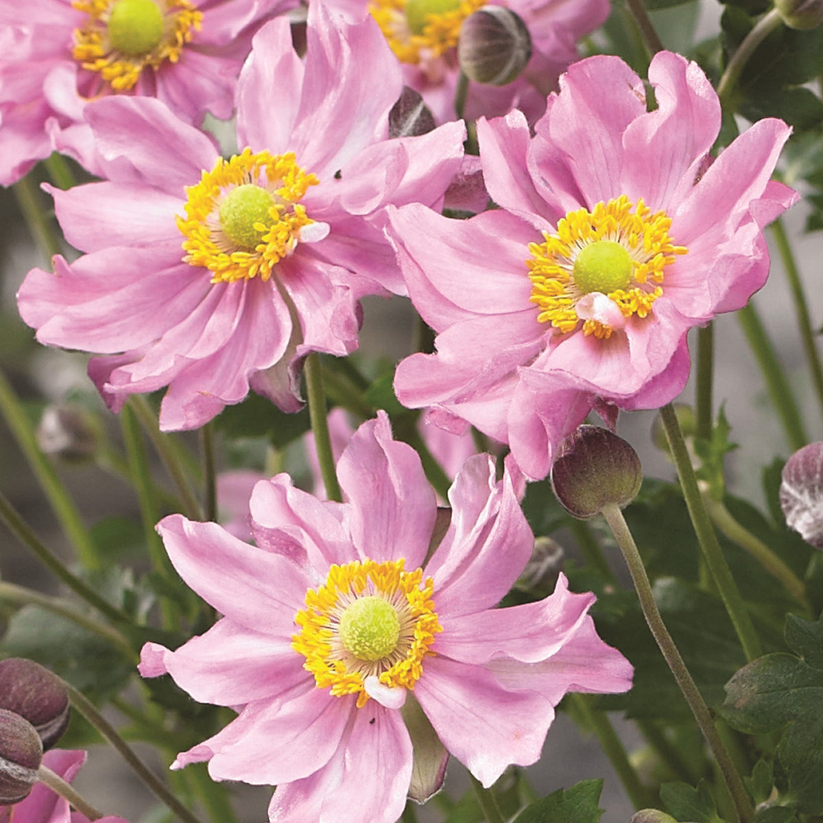 Anemone Fantasy Pocahontas