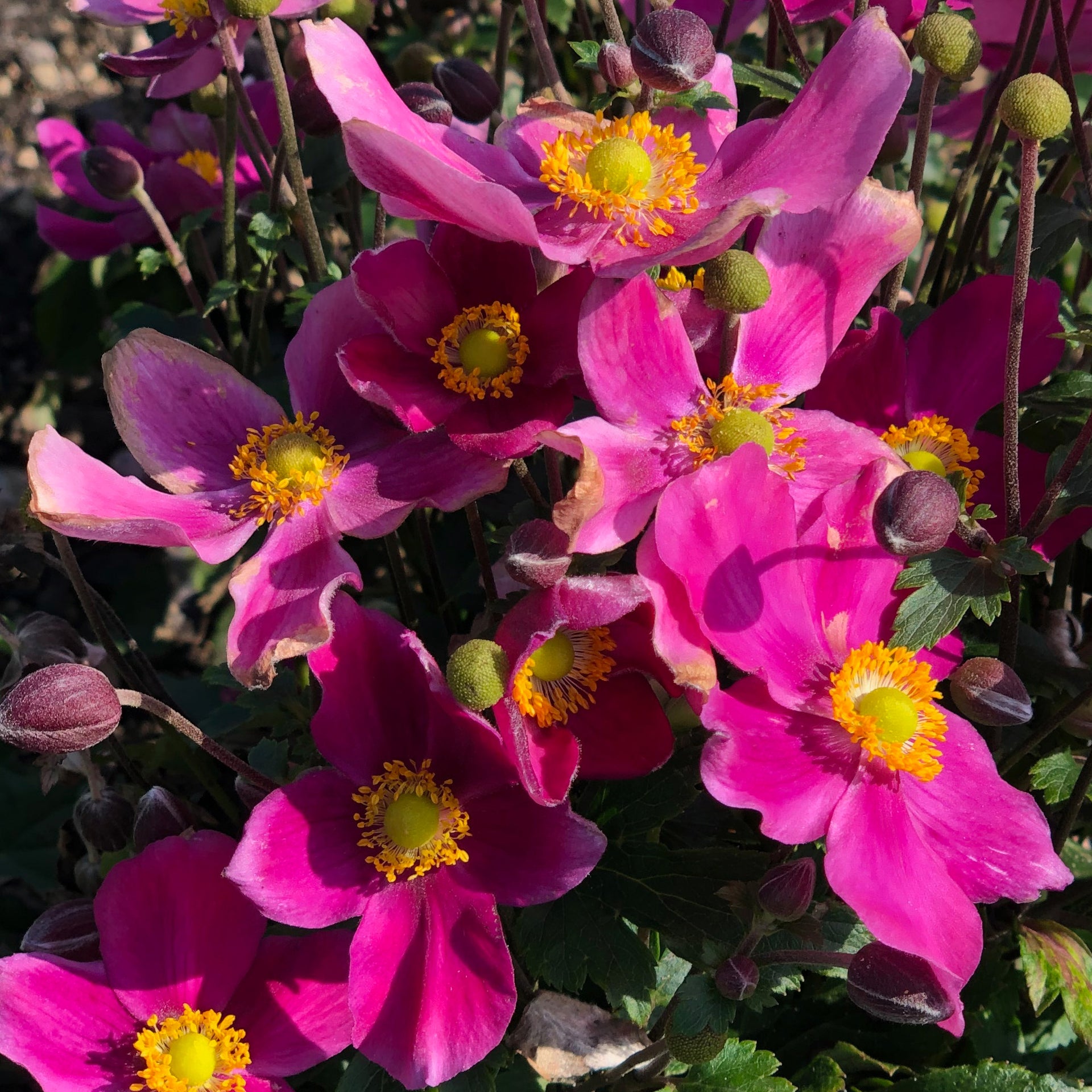 Anemone Fantasy Riding Hood