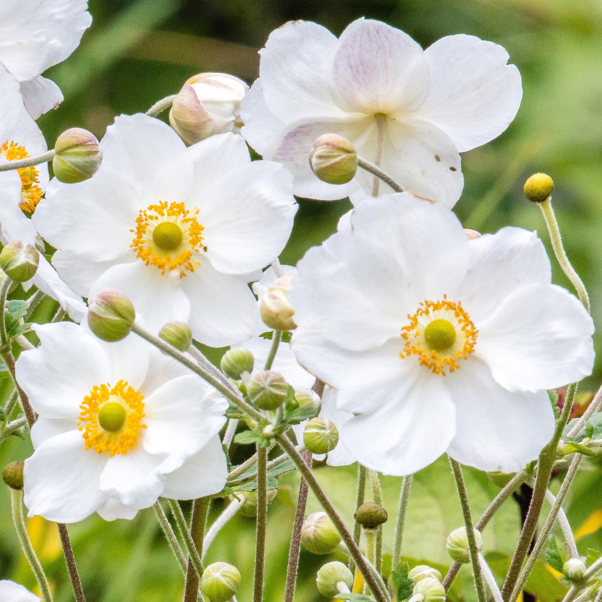 Anemone Honorine Jobert