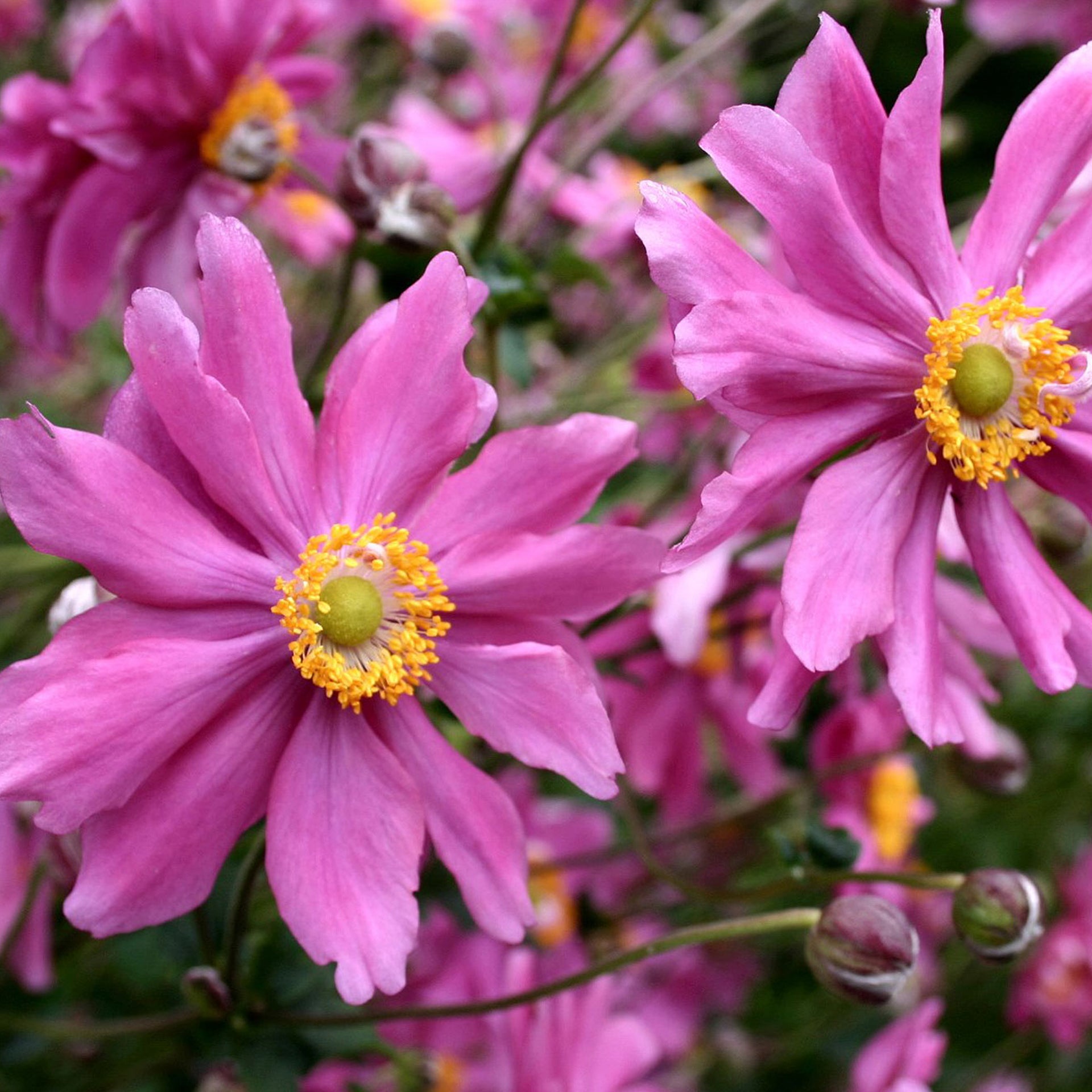 Anemone Prinz Heinrich