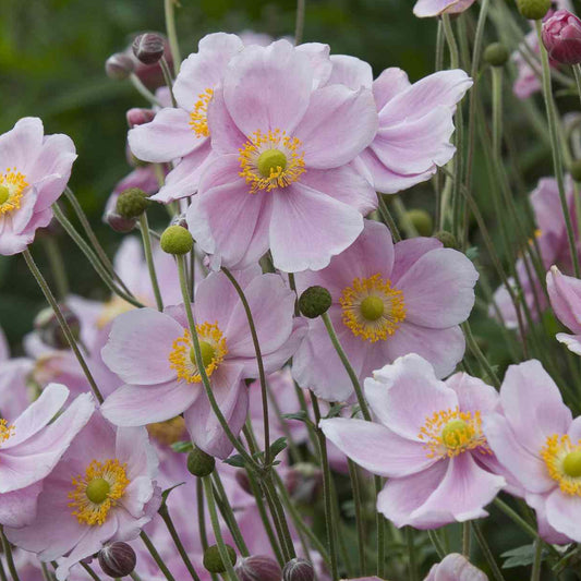 Anemone 'Queen Charlotte'
