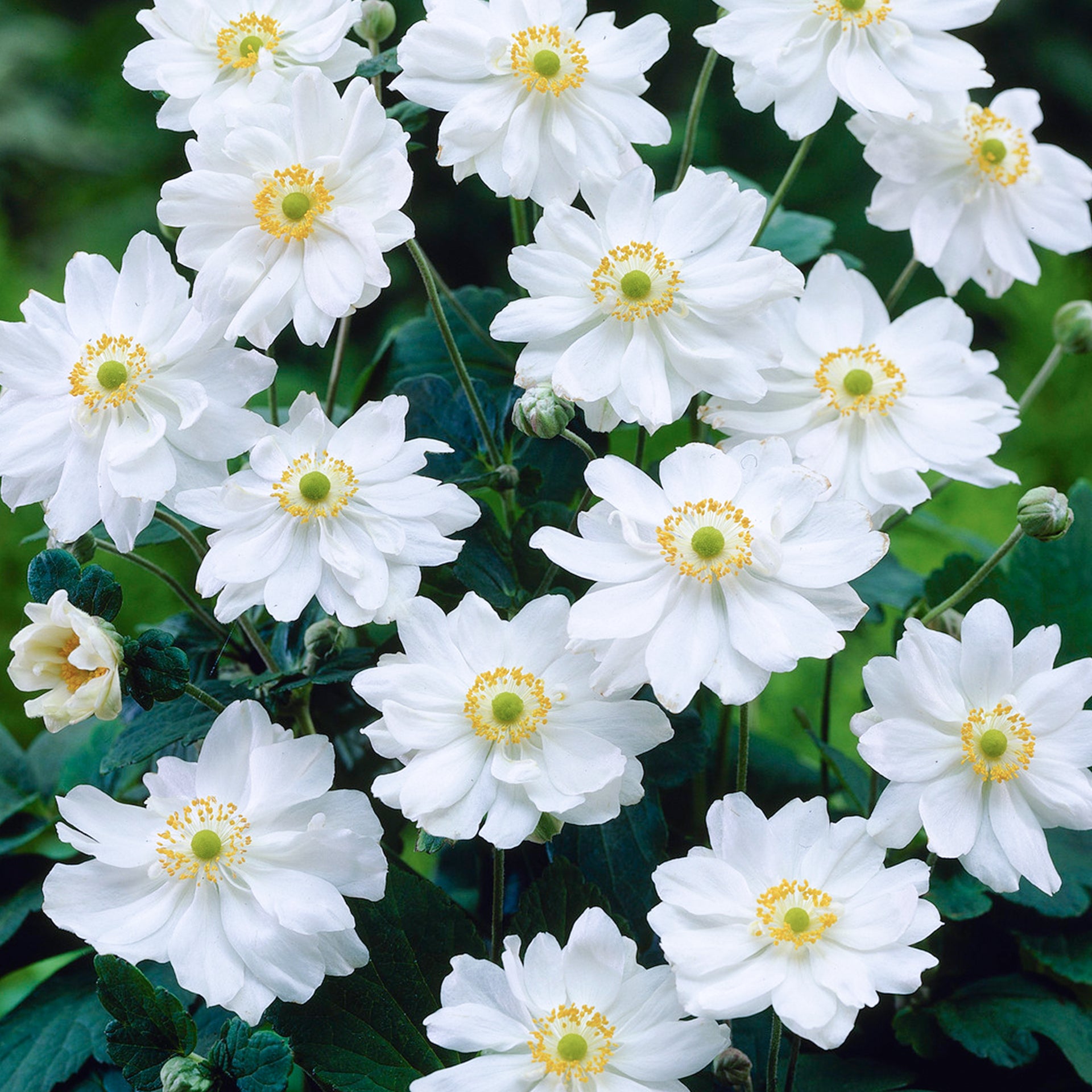Anemone Whirlwind