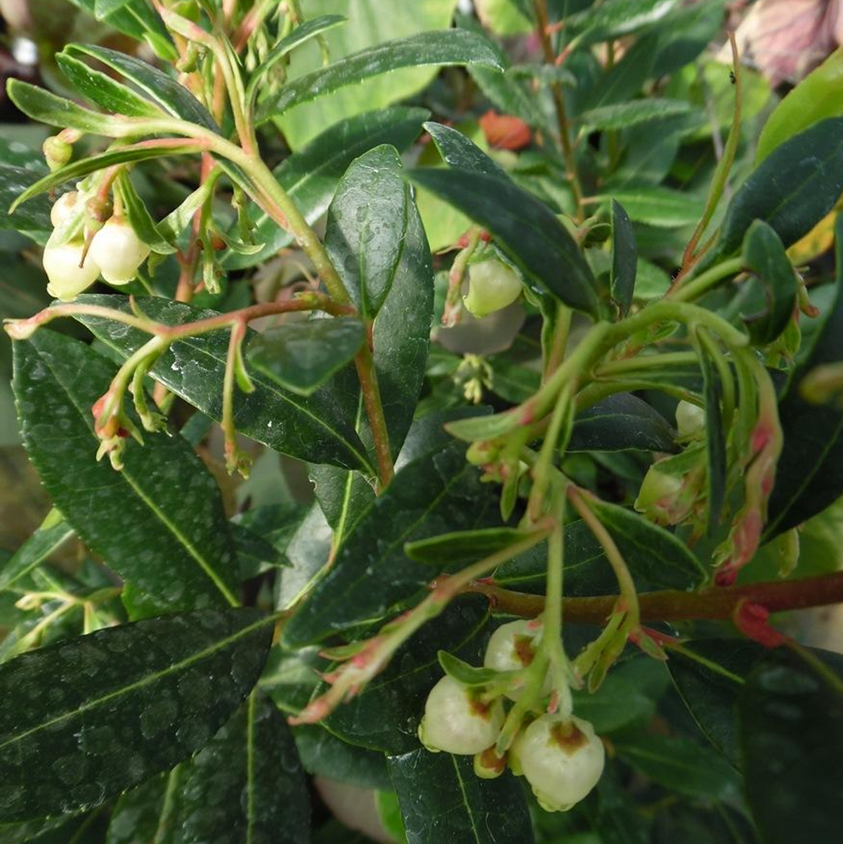Arbutus Atlantic