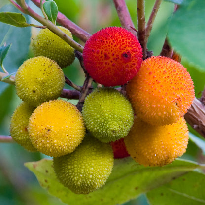 Arbutus unedo | Strawberry Tree – Gardeners Dream
