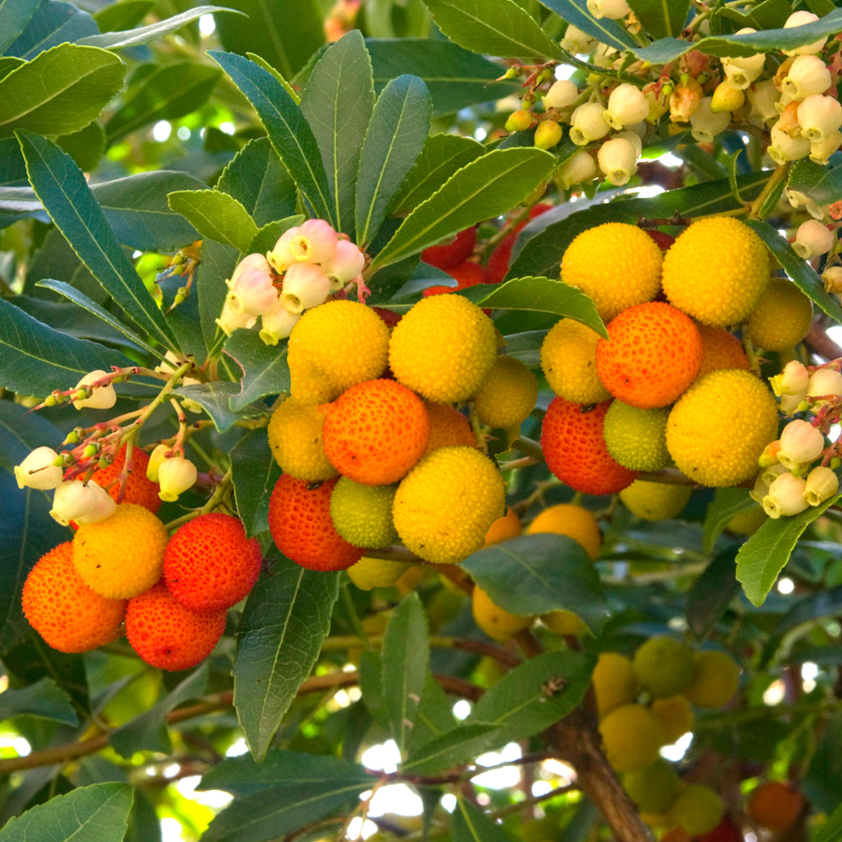 Arbutus Compacta