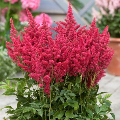 Astilbe Raspberry Astilbe 'Short 'n' Sweet Raspberry' | False Goat's Beard – Gardeners Dream