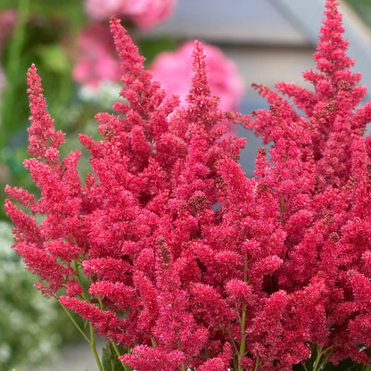 Astilbe Raspberry Astilbe 'Short 'n' Sweet Raspberry' | False Goat's Beard – Gardeners Dream