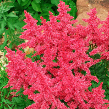 Astilbe 'Short 'n' Sweet Raspberry' | False Goat's Beard – Gardeners Dream