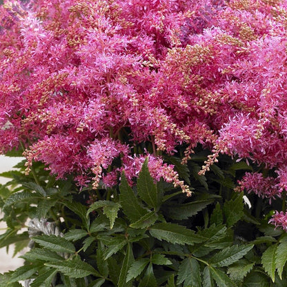 Astilbe Raspberry Astilbe 'Short 'n' Sweet Raspberry' | False Goat's Beard – Gardeners Dream