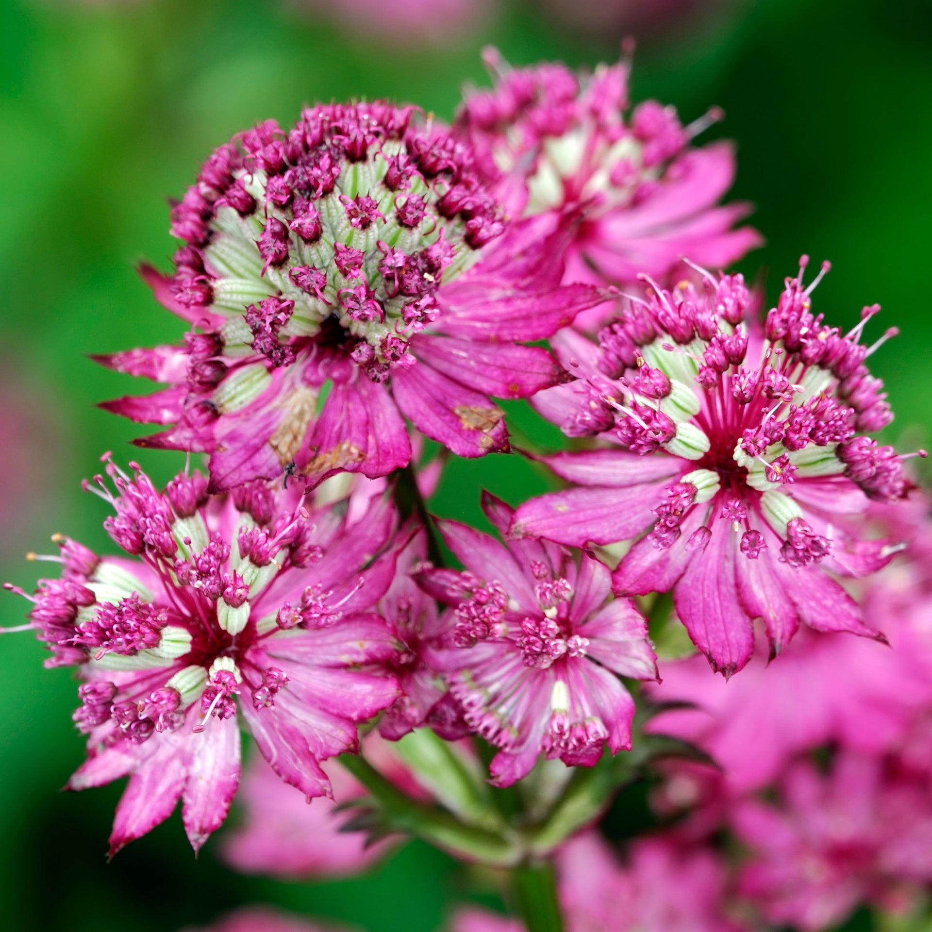 Astrantia Star Beauty