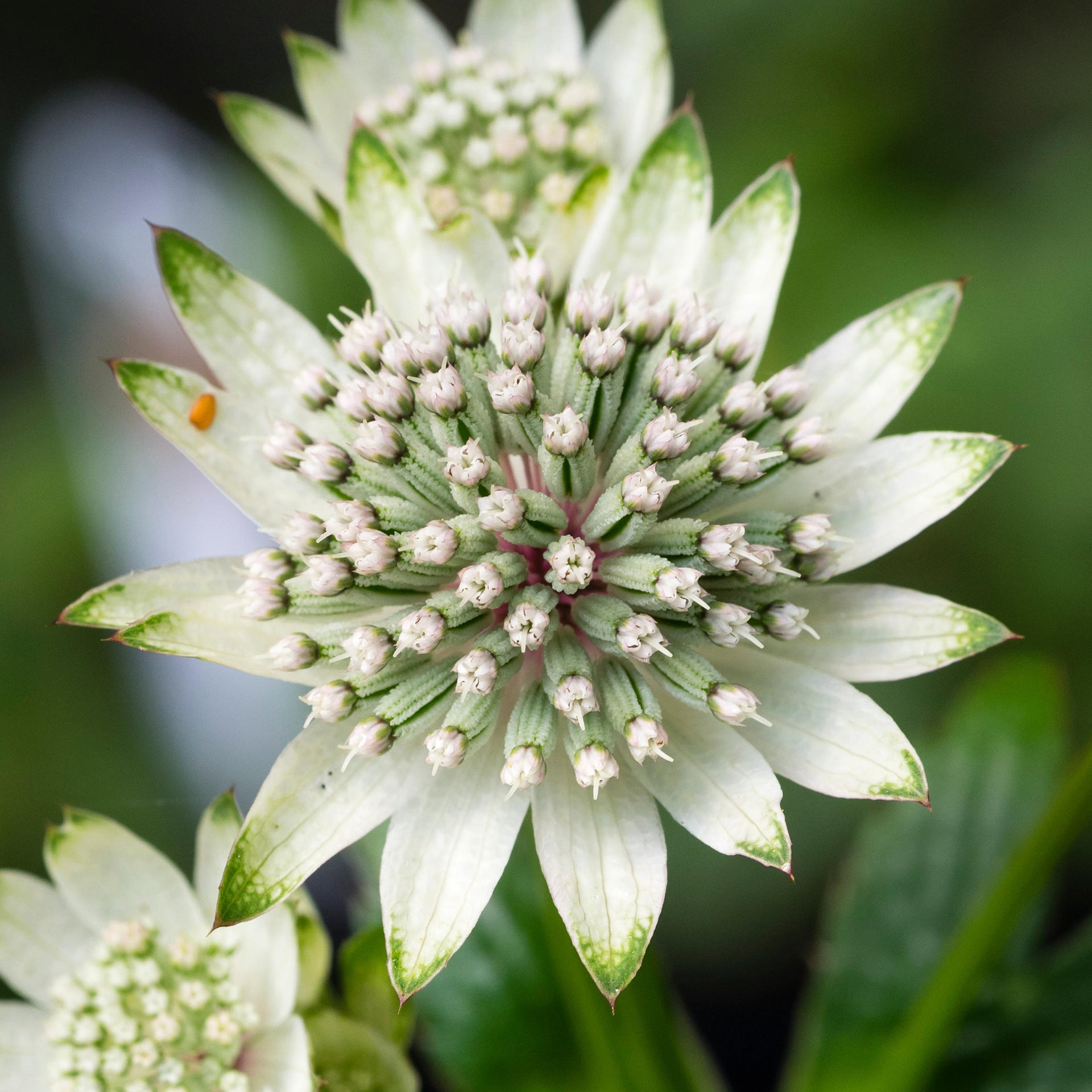 Astrantia Star Billion