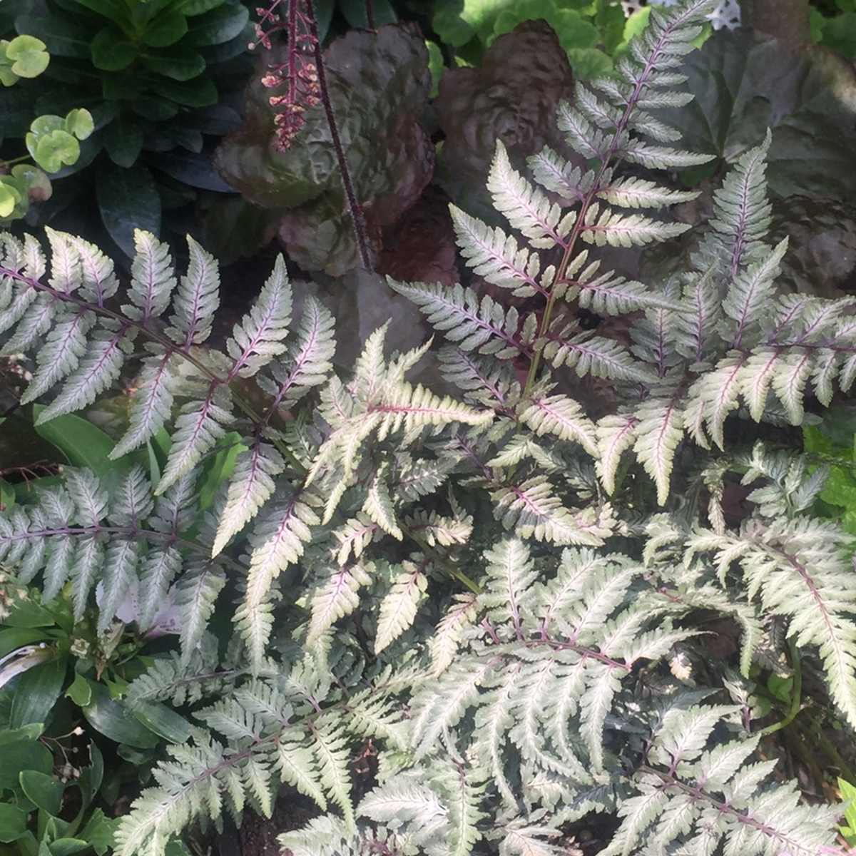 Athyrium Red Beauty