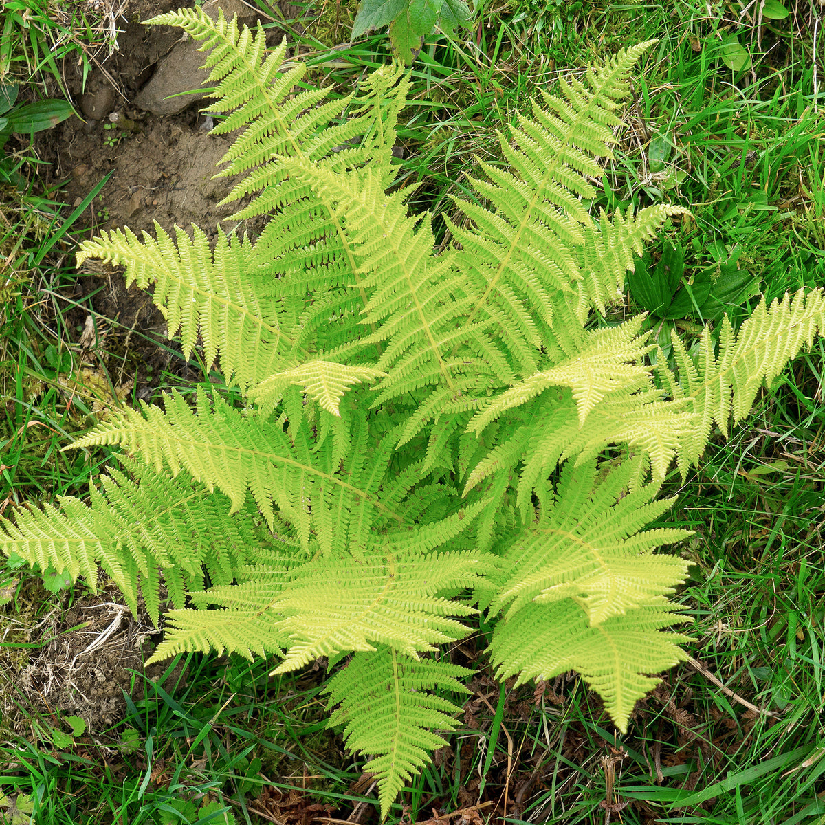 Athyrium filix femina