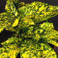 Aucuba 'Golden Girl'