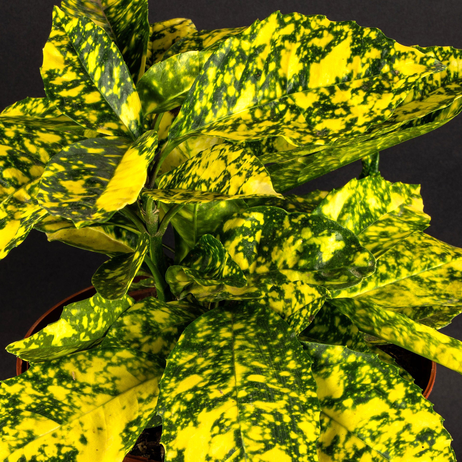 Aucuba Golden