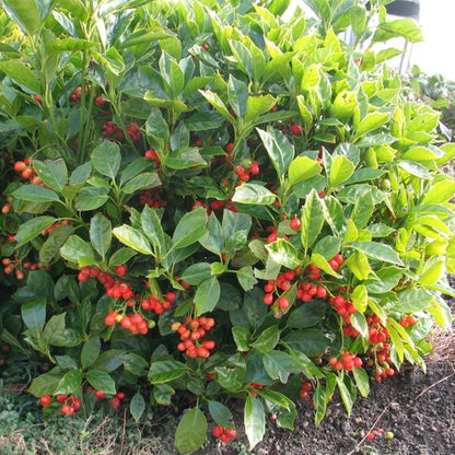 Aucuba 'Rozannie' | Spotted Laurel – Gardeners Dream