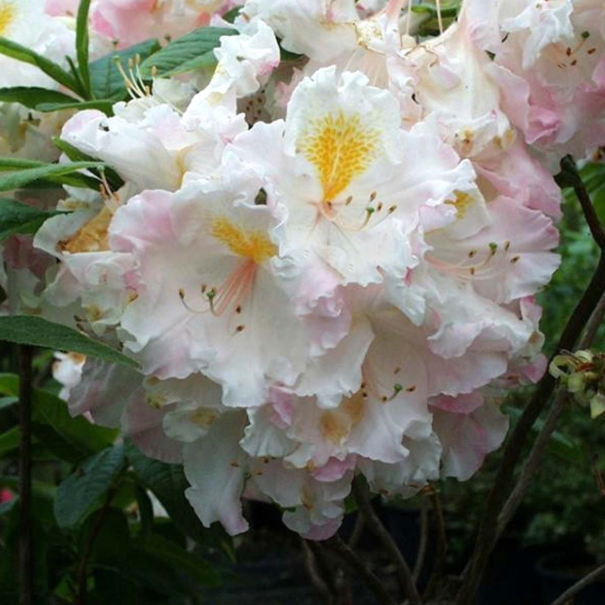 Azalea Arctic Flush