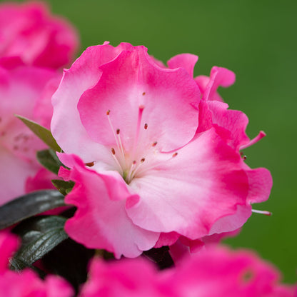 Bicolour Azalea japonica Patio Tree | Japanese Azalea Tree – Gardeners ...