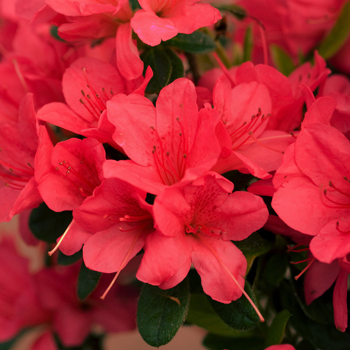 Azalea Encore Sunset