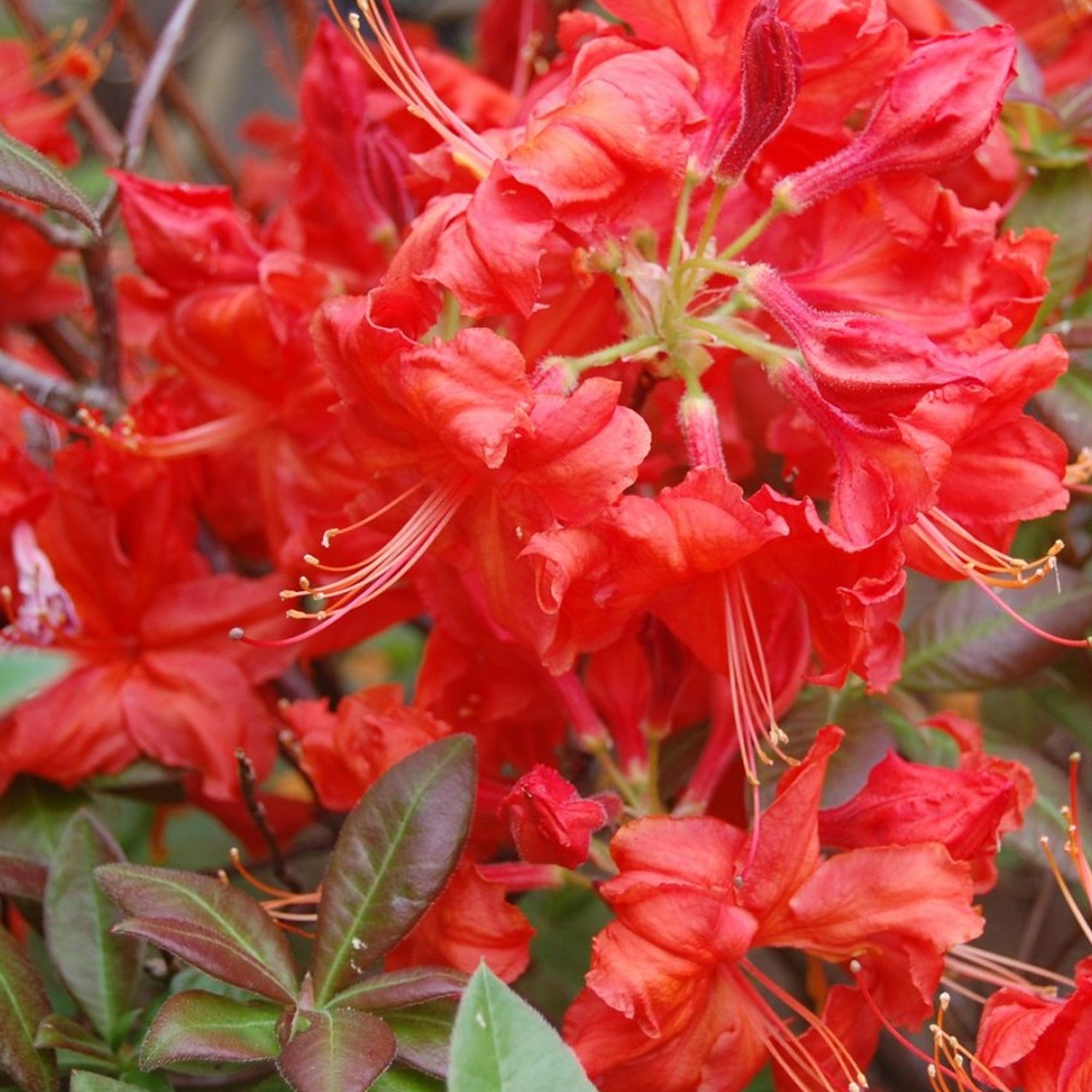 Red Azalea Mollis | Azalea – Gardeners Dream