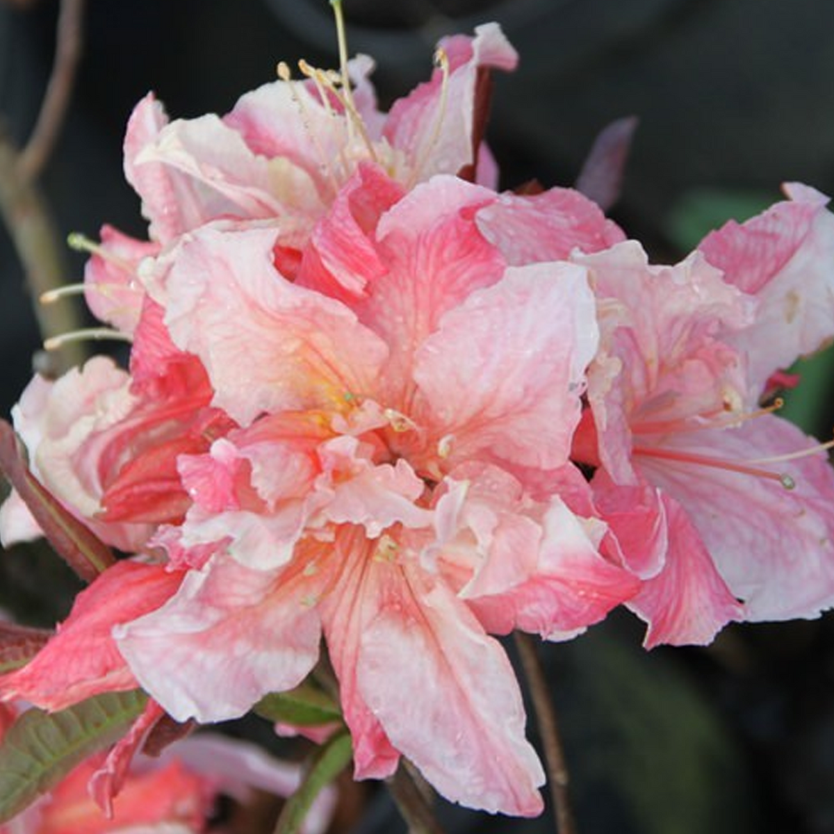 Azalea Painted