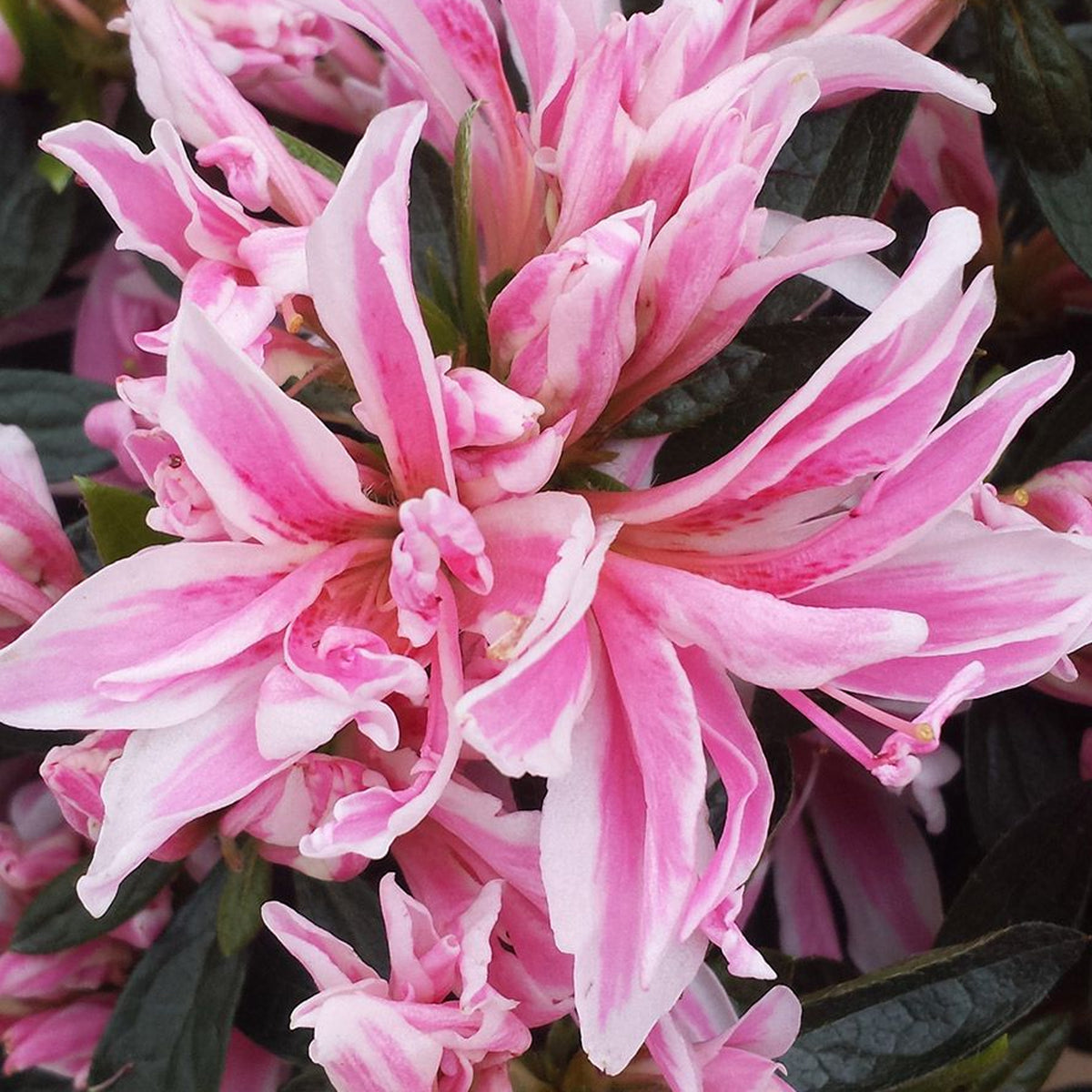 Azalea Pink Spider